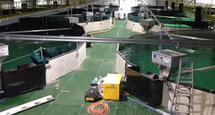 Salmon Fish Farm Overview